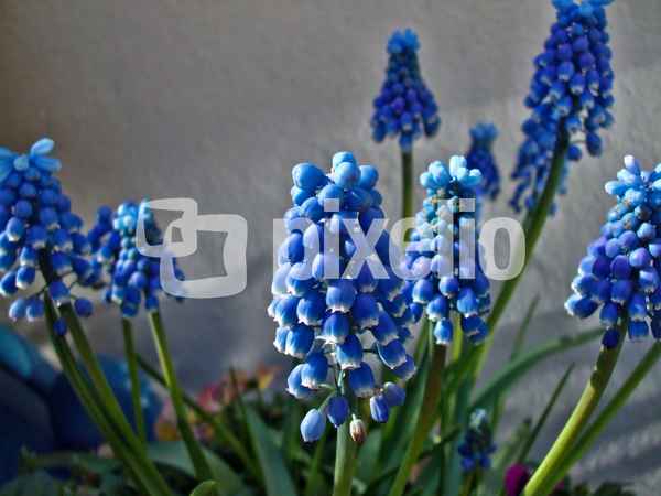 blaue Pracht