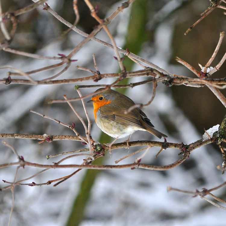 Rotkehlchen im Winter