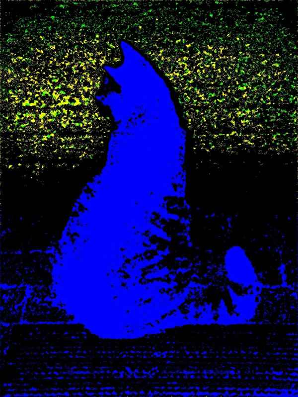 blaue Katze
