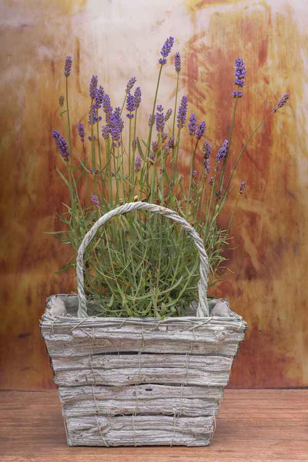 Lavendel