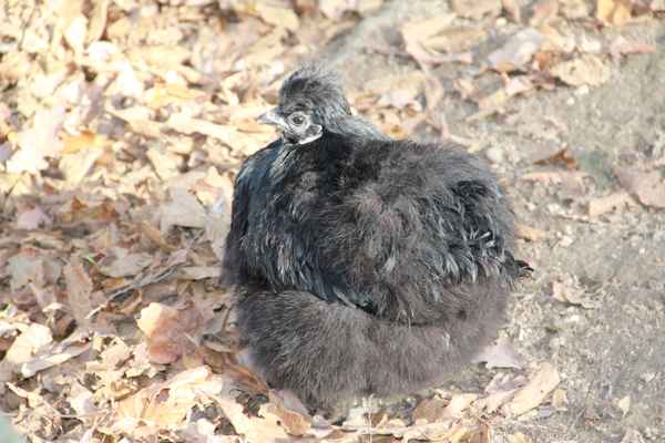 Das schwarze Seidenhuhn