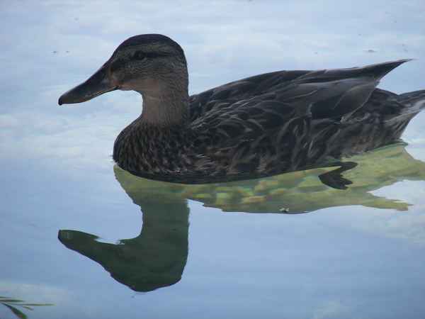 Wildente (3)