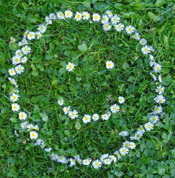 Smiley aus Gänseblümchen