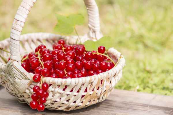 Rote Johannisbeeren