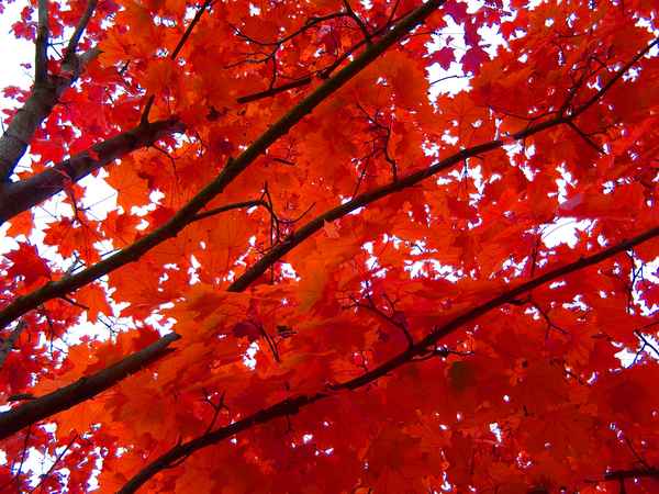 Roter Oktober 6