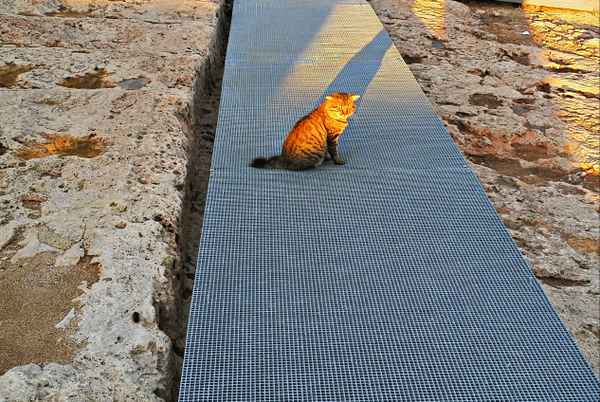 Katze genießt die Abendsonne