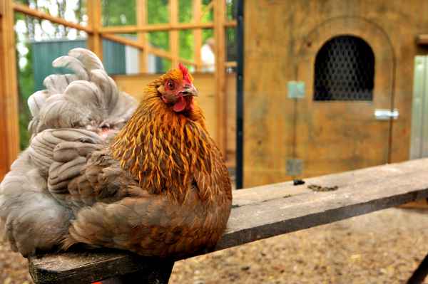 stilles Huhn