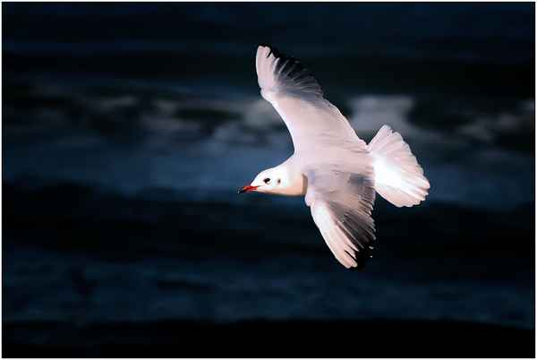 Sturmflug