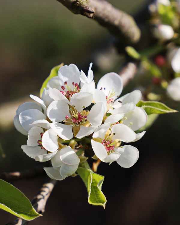 birnen - blüten im sonnenlicht