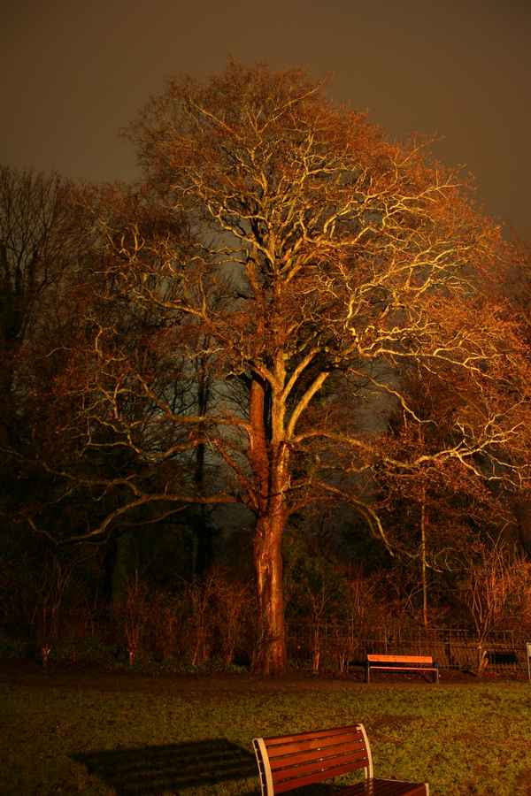 Baum am Schloss