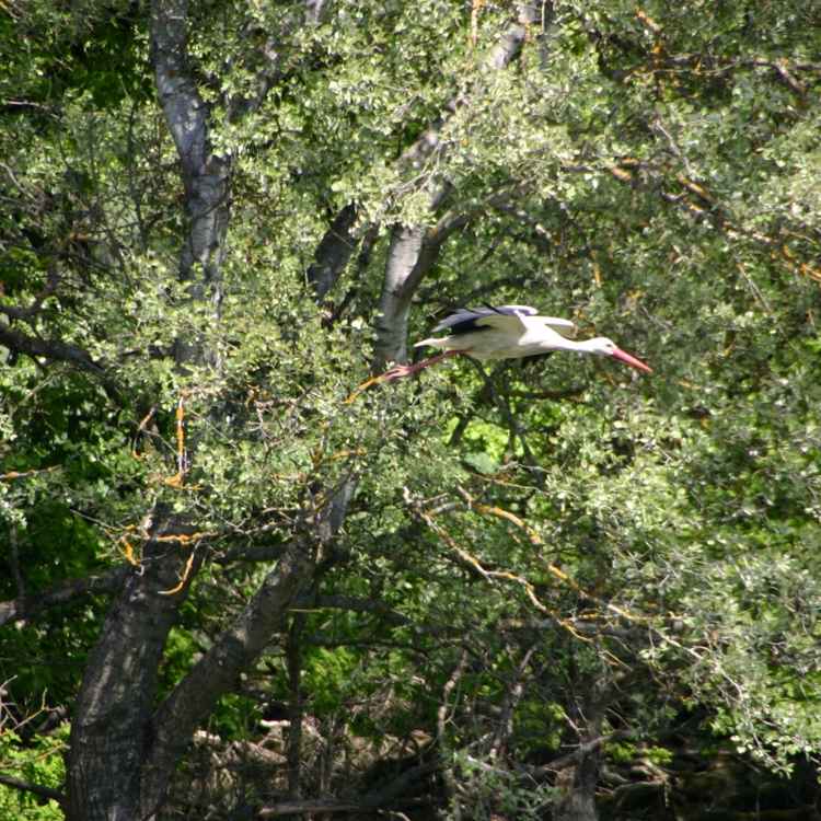 Storch im Nest