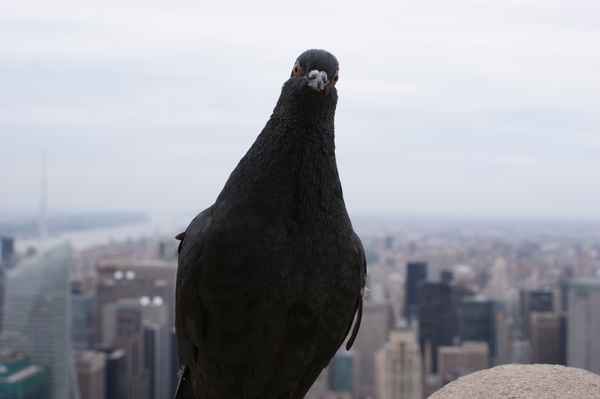 Taube auf dem Empire State Building
