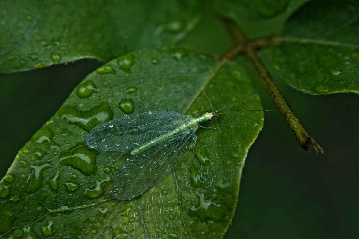 Feucht hinter den Flügeln