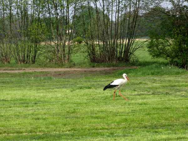 Storch bei der Futtersuche