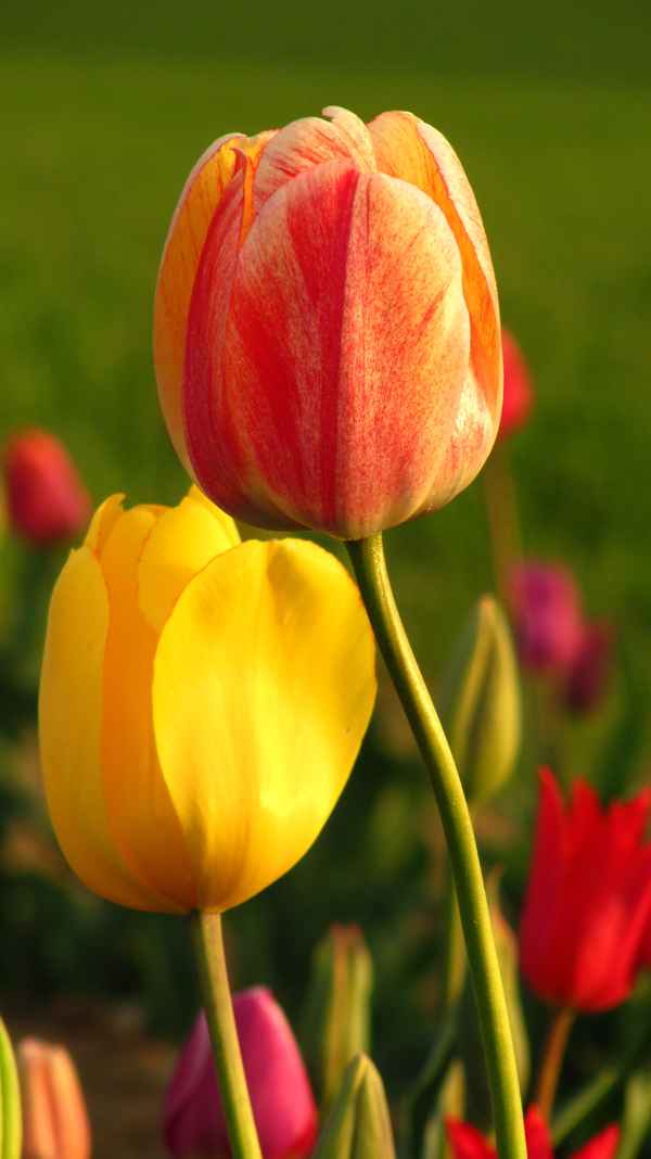 Feldtulpen im letzten Abendlicht_hoch