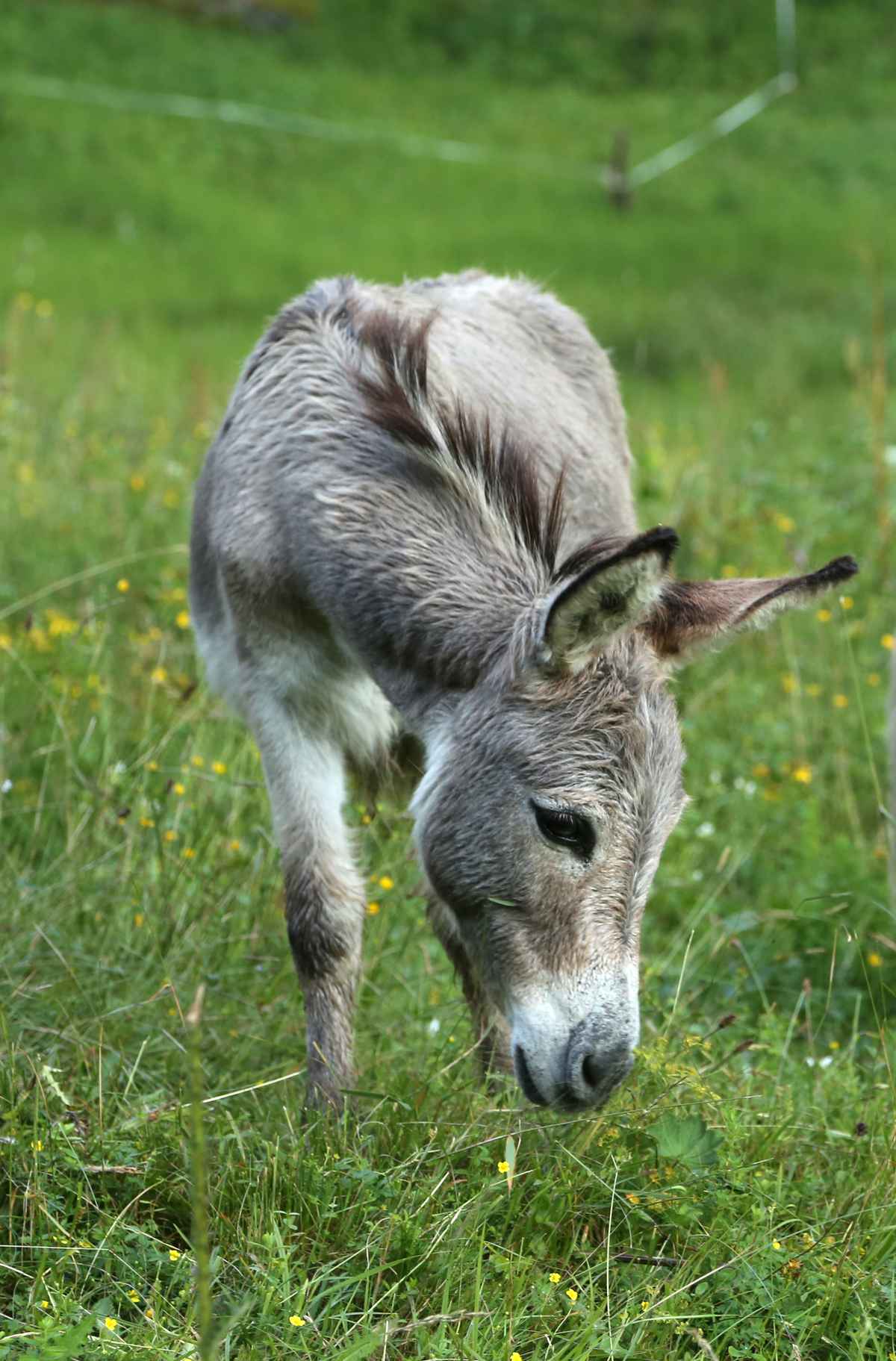 Auf der Bergweide