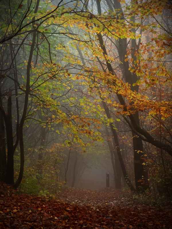 Waldweg im Morgennebel