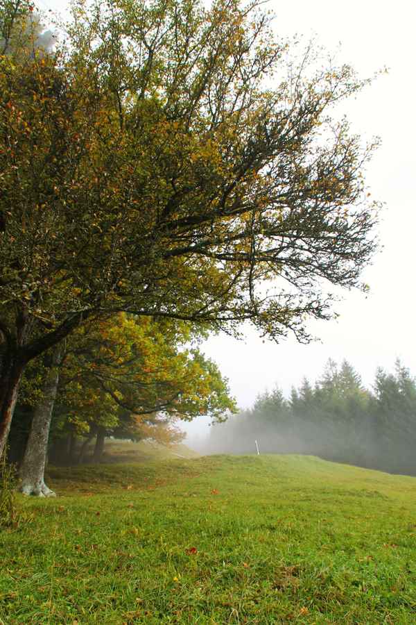 Ein Tag im Nebel 03