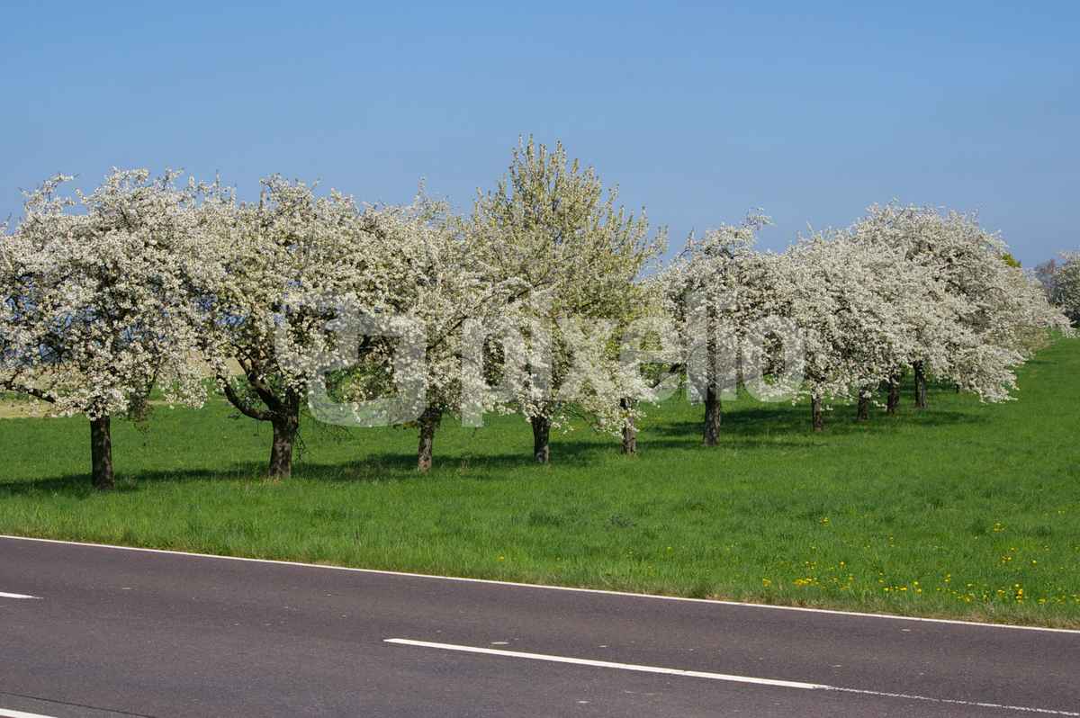 Frühling - Baumblüte