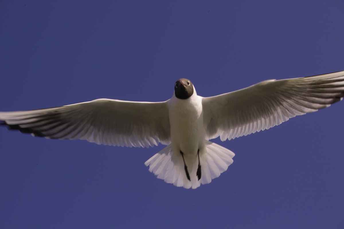 Möwe (9)