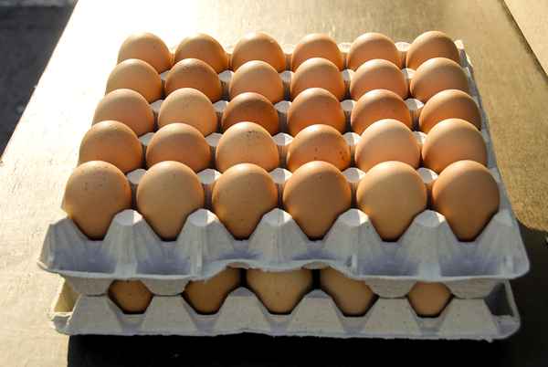 Eier