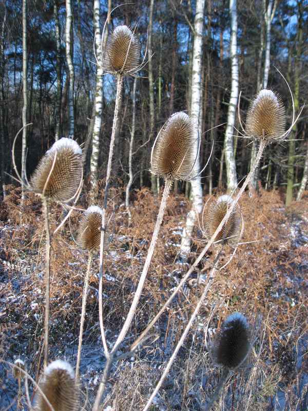 Winterstrauch