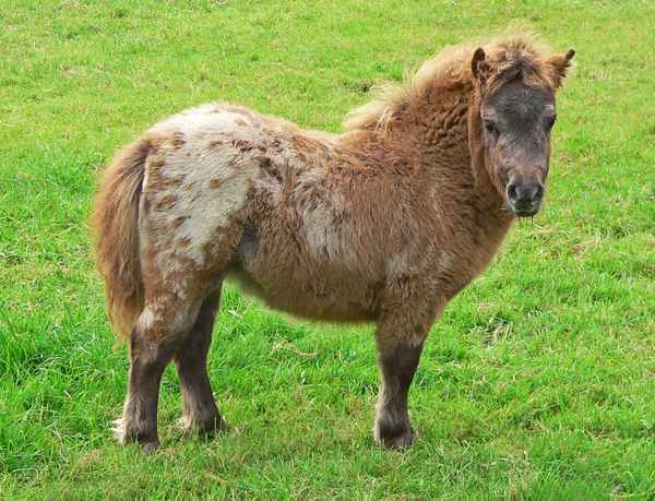 Mini-Appaloosa Pony Fohlen
