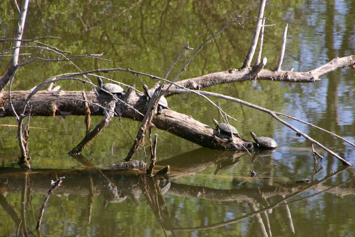 Wasserschildkroeten