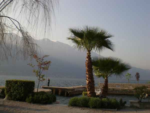 Palmengruppe