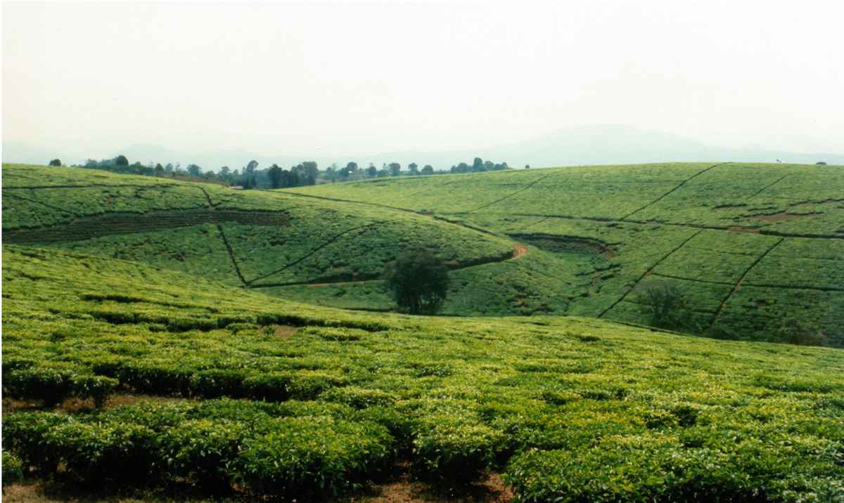 Teeplantage in Südtanzania