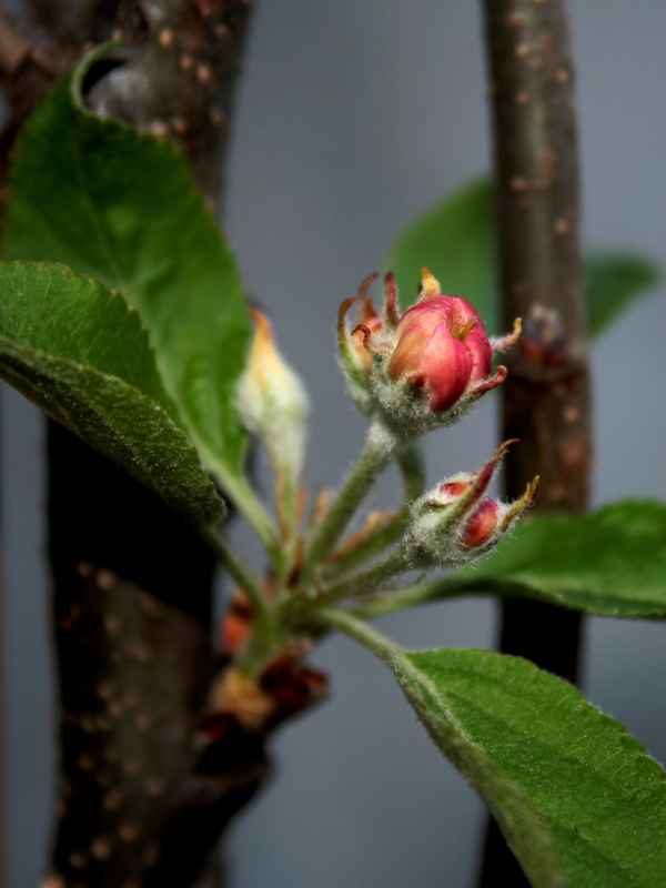 ganz kleine Apfelblüte