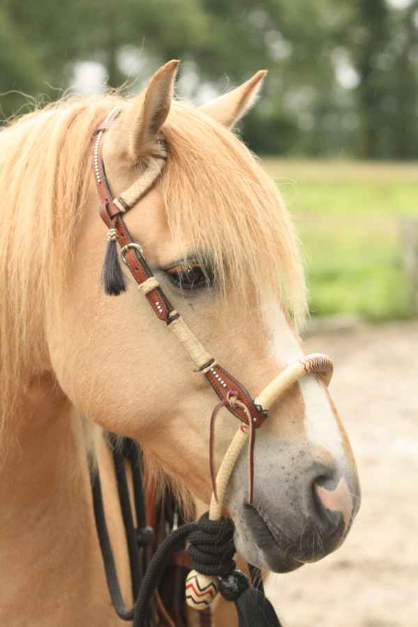 Pony