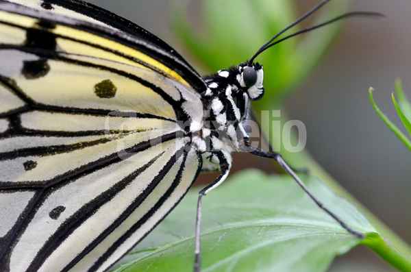 Love is Like a Butterfly