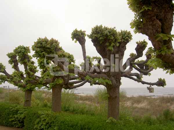 Linden