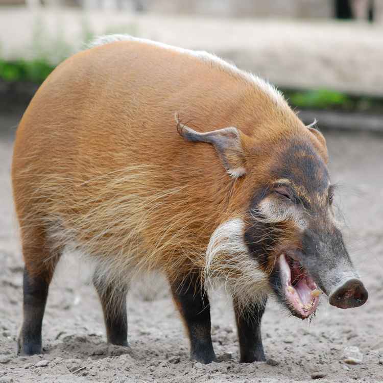 PINSELohrschwein
