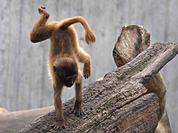 Handstand