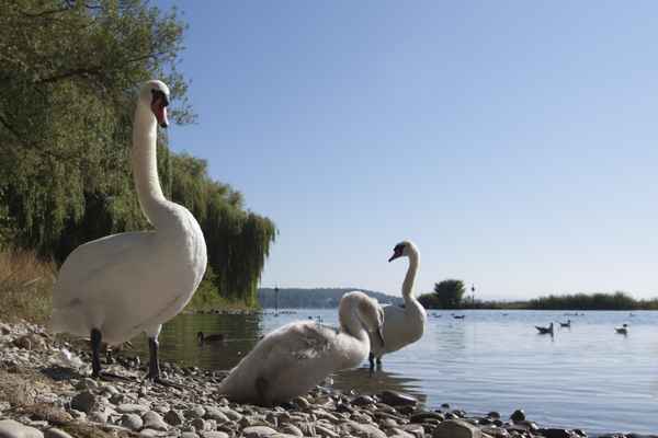 Schwanfamilie