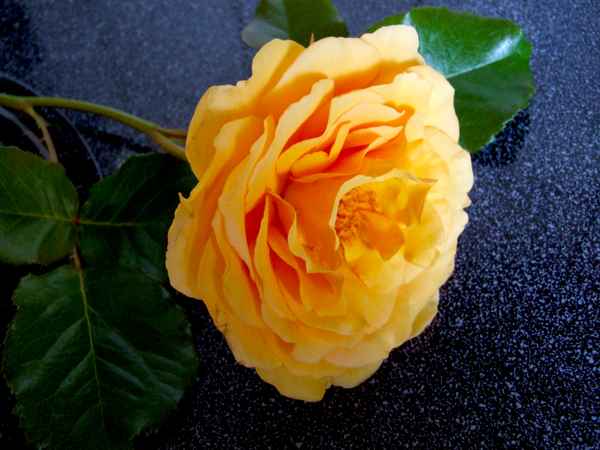 yello rose