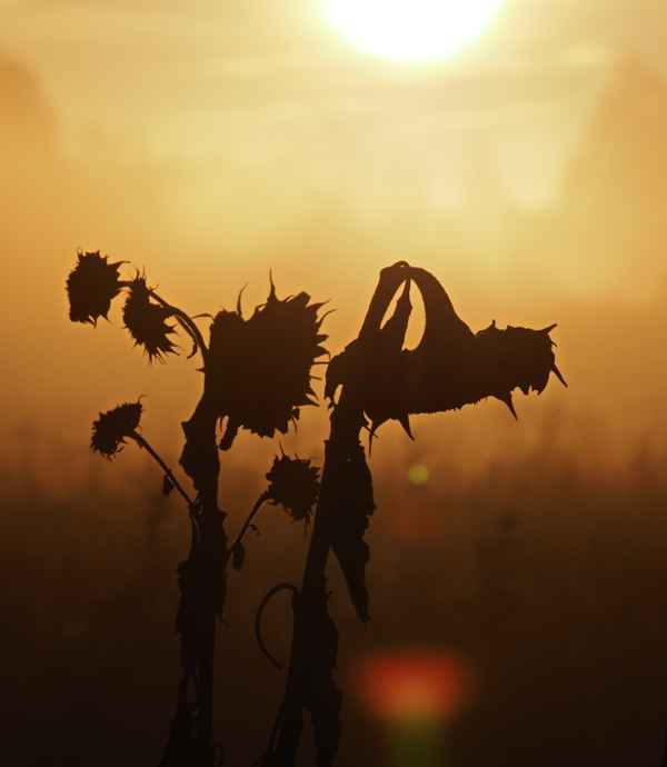 die sonne bricht durch