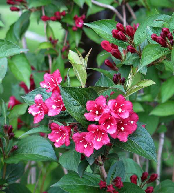 Weigelie «Bristol Ruby»