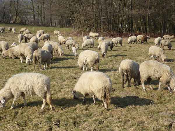 Schafe im Sauerland