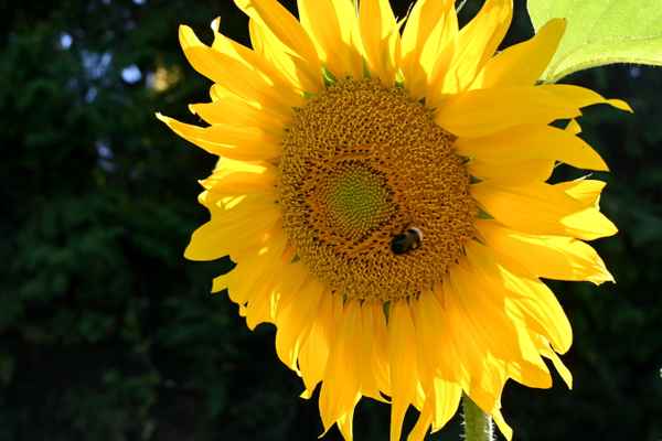 Blüte mit Besuch