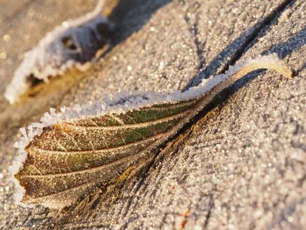 baum und blatt