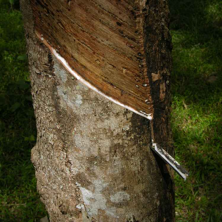 Gummibaum - Kautschukgewinnung