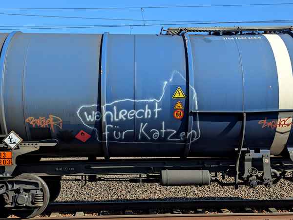 Wahlrecht für Katzen