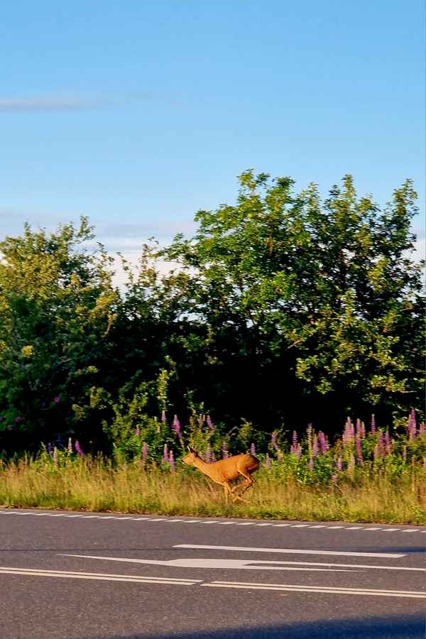 Voricht Wildwechsel
