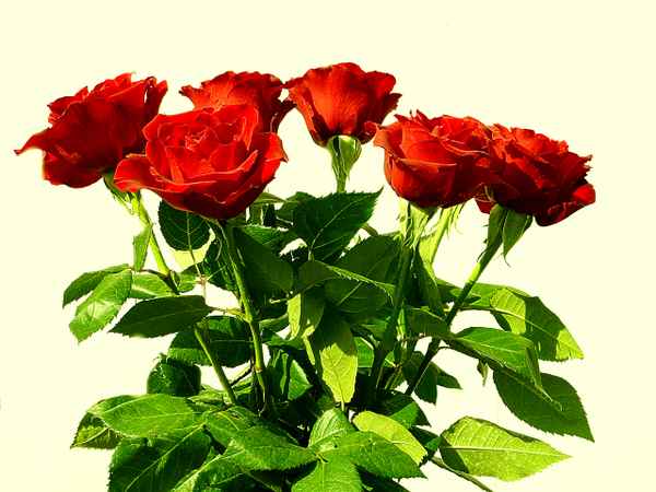 rote Rosen