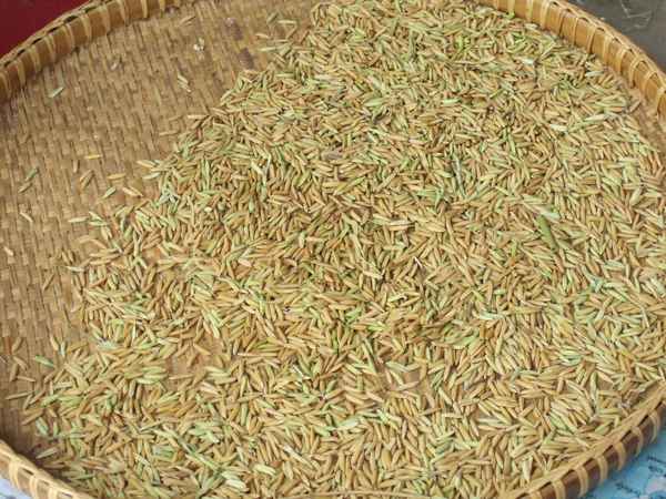 Thailand: Reiskörner / Foto: Alexander Hauk