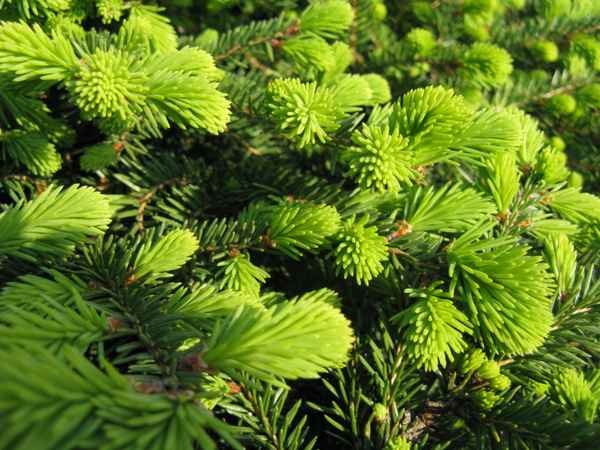 Frische Triebe