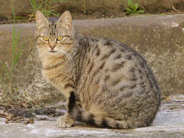 Wild- oder Hauskatze?